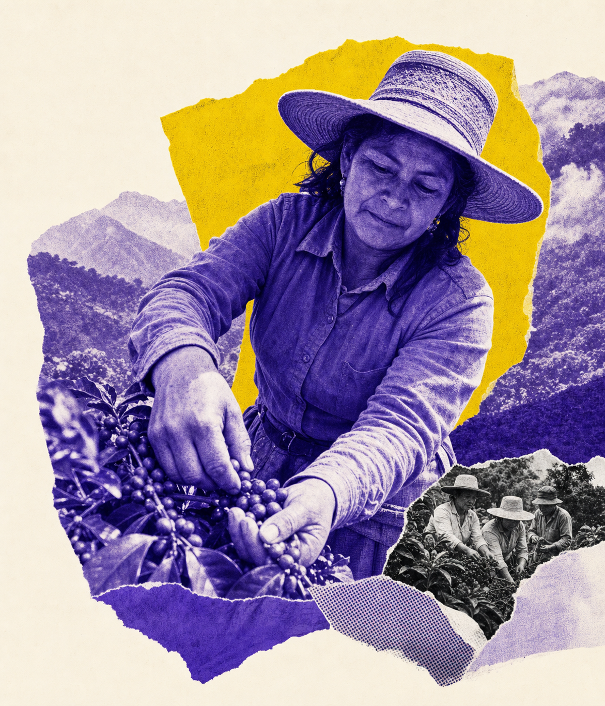 Coffee producer harvesting ripe coffee cherries in a mountain growing region.