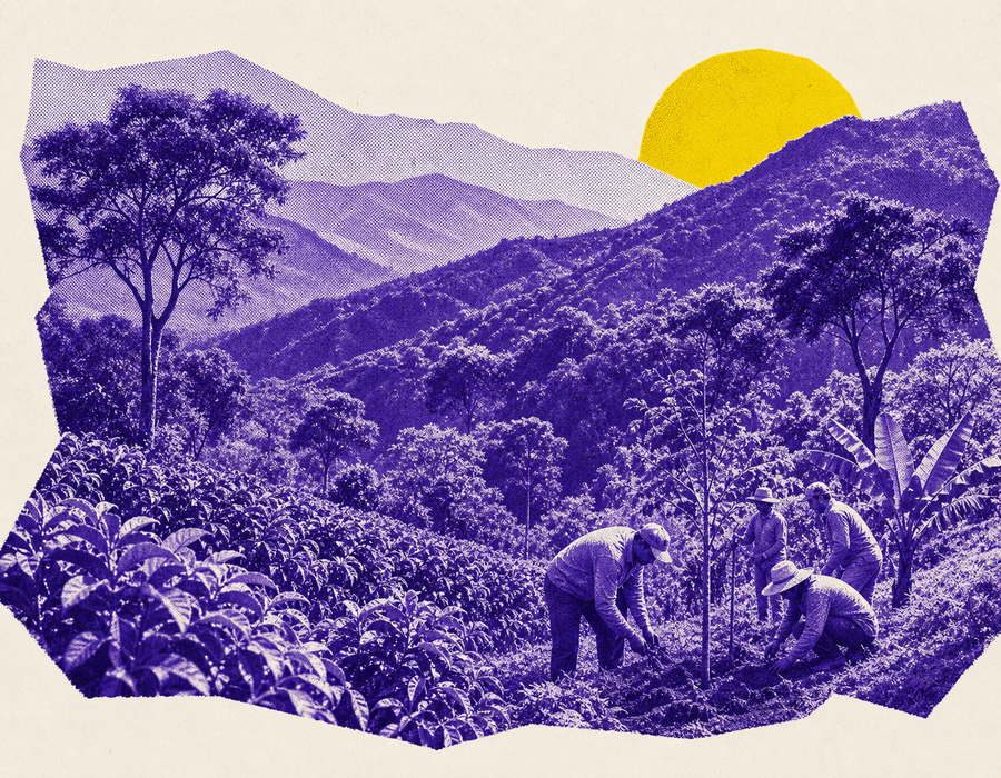 A high-elevation coffee landscape shaped by climate-resilience work.