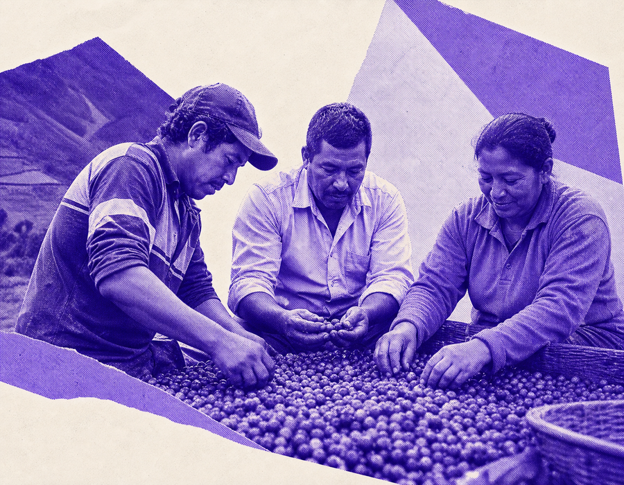 Three coffee producers sort a harvest together.